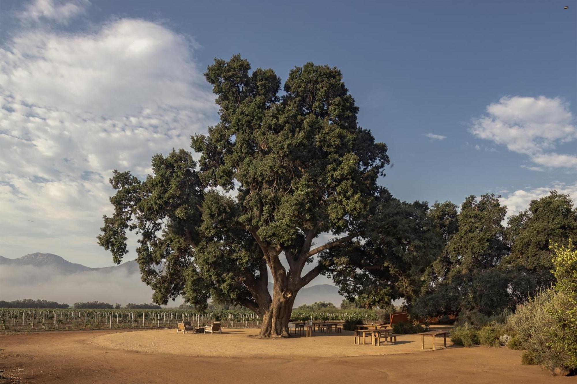 Bruma Wine Resort Valle de Guadalupe Εξωτερικό φωτογραφία