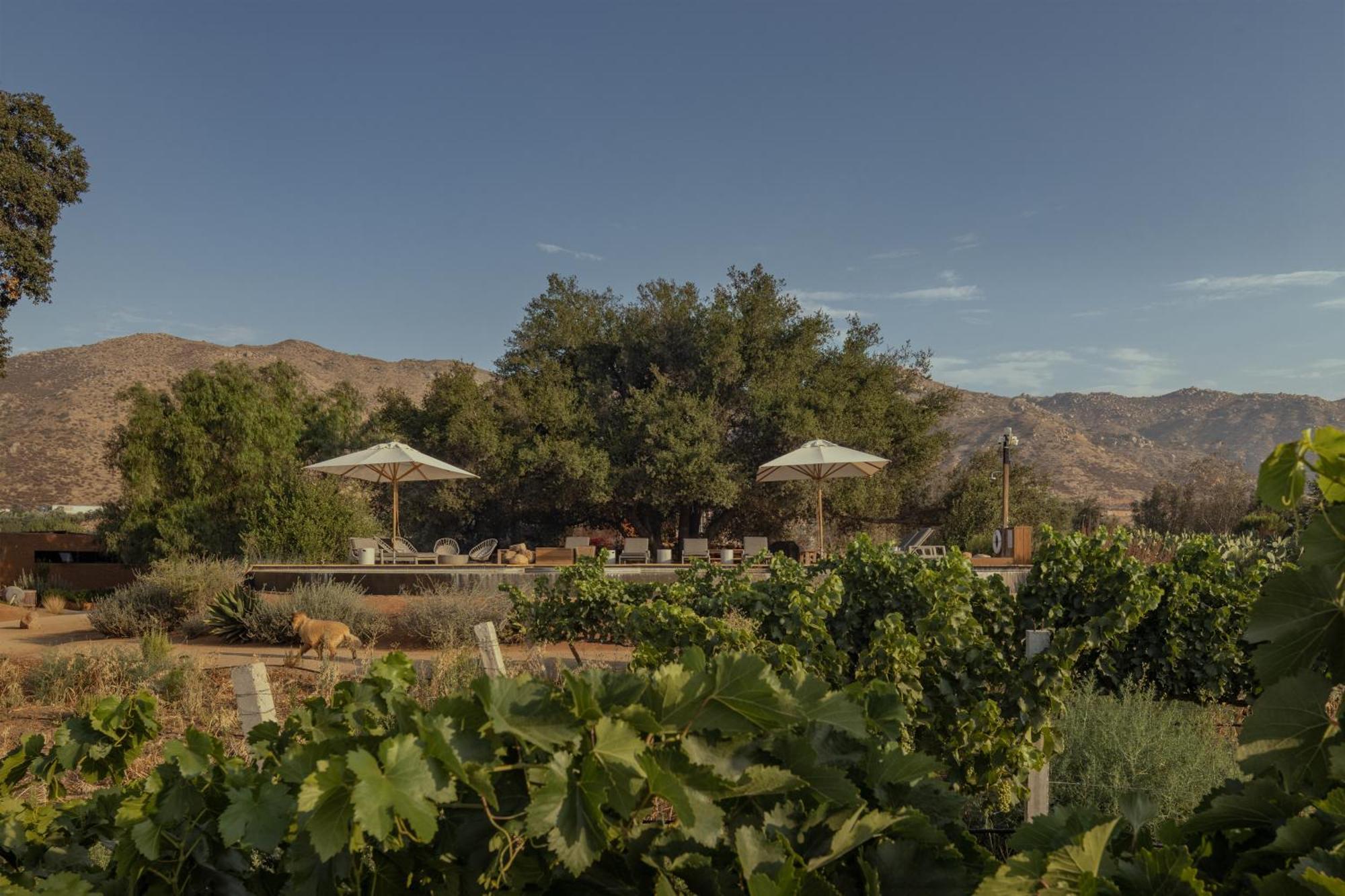 Bruma Wine Resort Valle de Guadalupe Εξωτερικό φωτογραφία