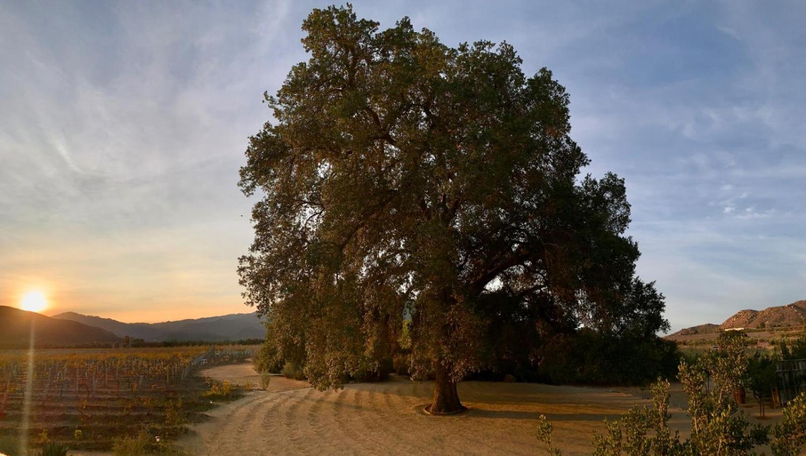 Bruma Wine Resort Valle de Guadalupe Εξωτερικό φωτογραφία