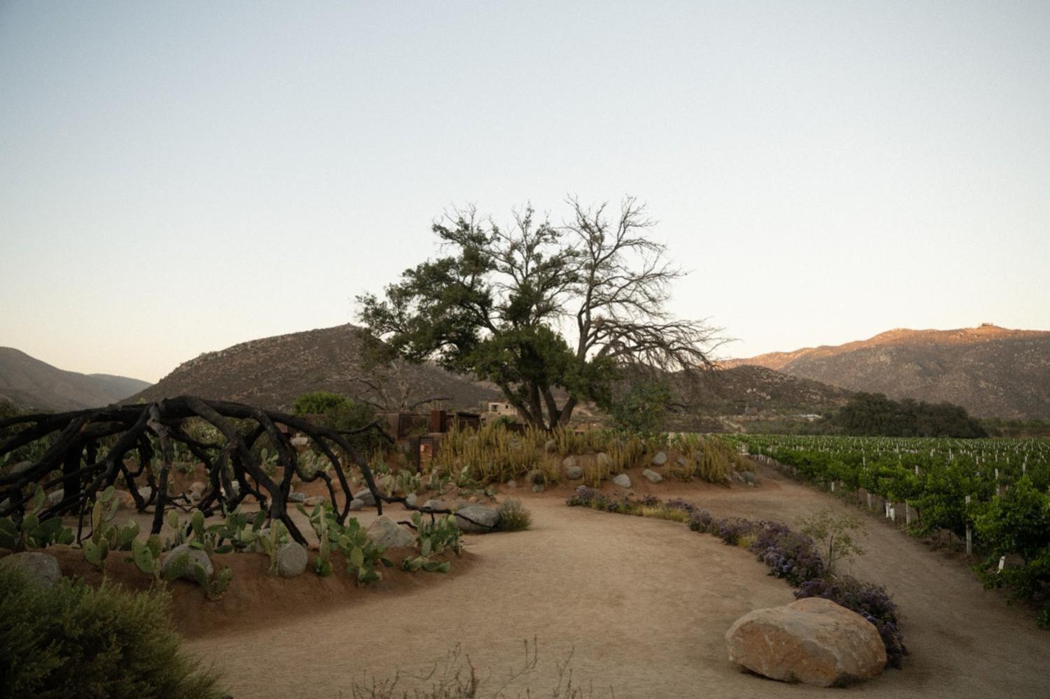 Bruma Wine Resort Valle de Guadalupe Εξωτερικό φωτογραφία